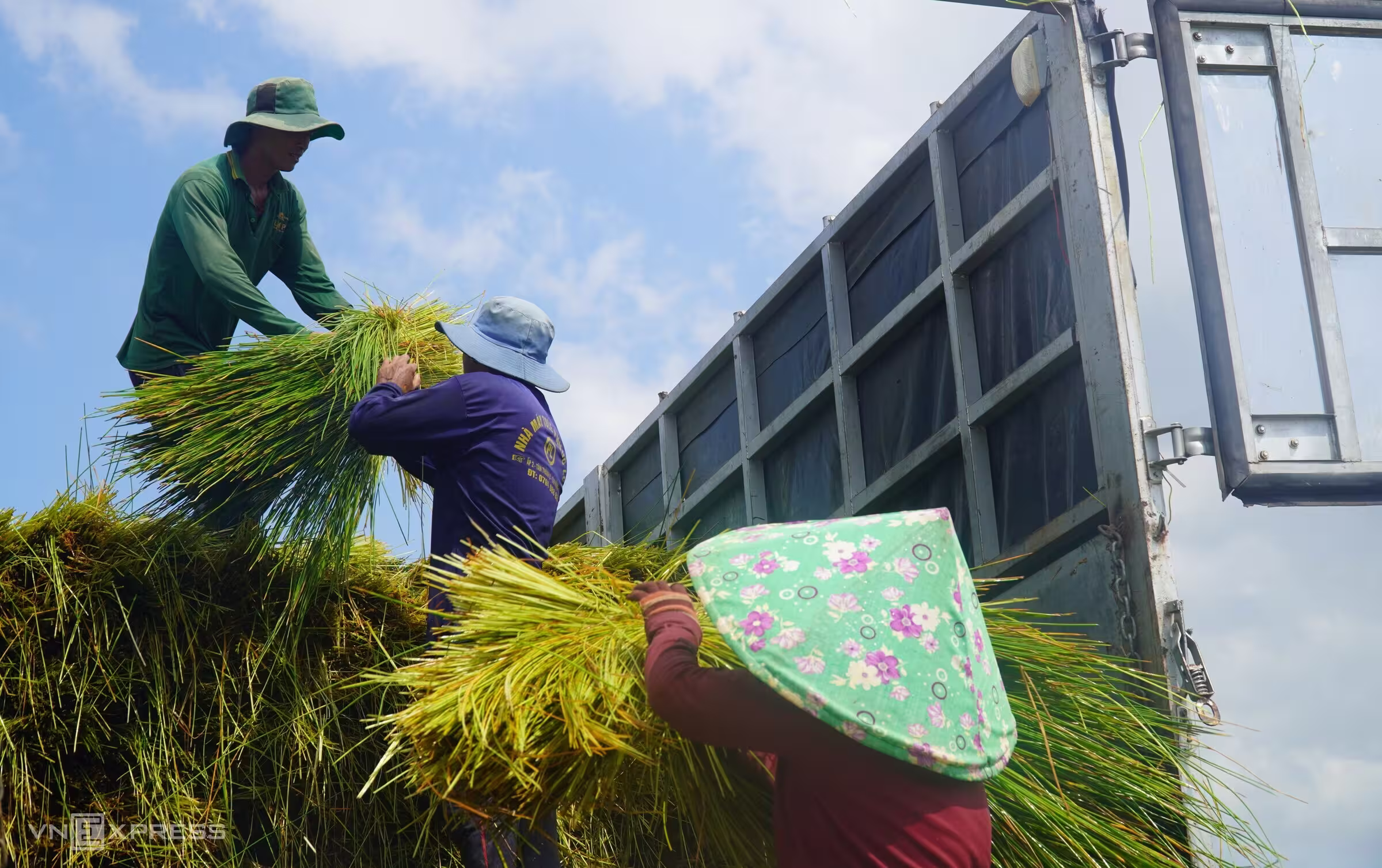 Our Story 13 Farmer harvest the seagrass material